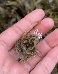 Dendrobeania lichenoides
