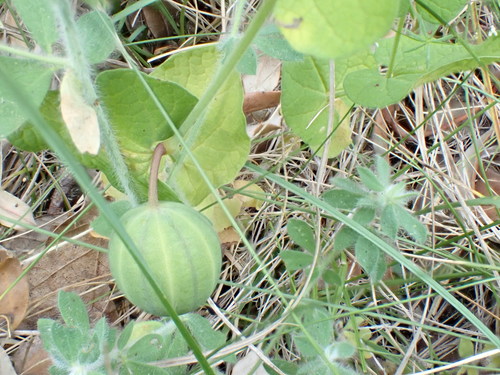 Aristolochia rotunda, photograph 1