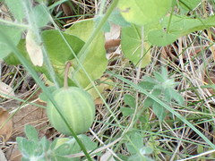 David Delon, CC BY, iNaturalist via GBIF Aristolochia rotunda, photograph David Delon, CC BY, iNaturalist via GBIF