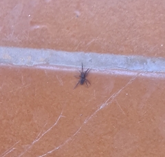 Filistata insidiatrix