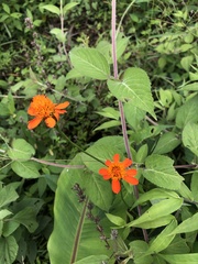 Pseudogynoxys chenopodioides