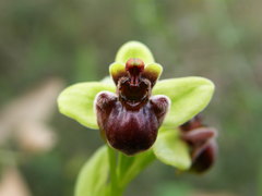 Ophrys bombyliflora