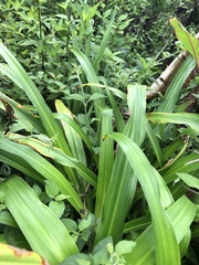 Pandanus amaryllifolius
