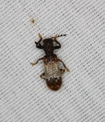 Pelonium leucophaeum