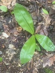 Clintonia umbellulata