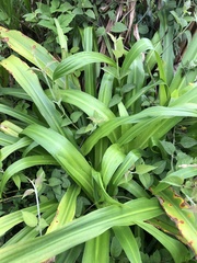 Pandanus amaryllifolius