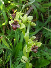 Ophrys bombyliflora