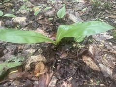Clintonia umbellulata