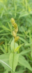 Carex bicknellii