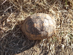 Psammobates oculifer