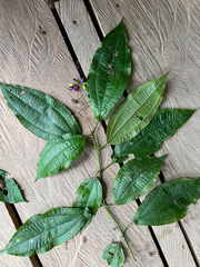 Miconia tococoronata