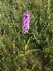 Dactylorhiza × grandis