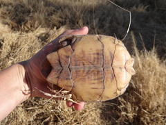 Psammobates oculifer