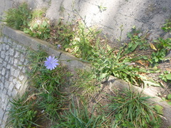 Cichorium intybus