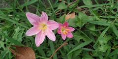 Zephyranthes rosea