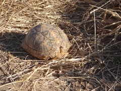 Psammobates oculifer