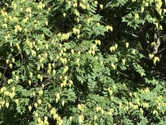 Koelreuteria paniculata