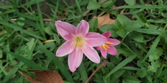 Zephyranthes rosea