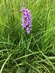 Dactylorhiza × grandis