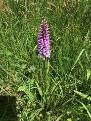 Dactylorhiza × grandis