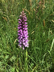 Dactylorhiza × grandis