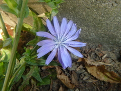 Cichorium intybus