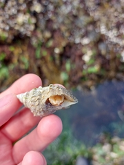 Nucella canaliculata