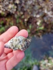 Nucella canaliculata