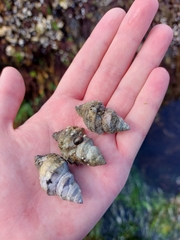 Nucella canaliculata