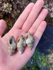 Nucella canaliculata