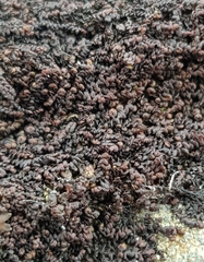 Frullania fragilifolia