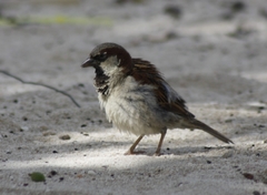 Passer domesticus