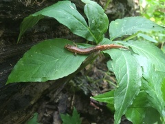 Desmognathus carolinensis
