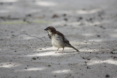 Passer domesticus