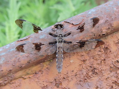 Plathemis lydia