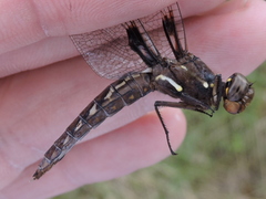 Plathemis lydia
