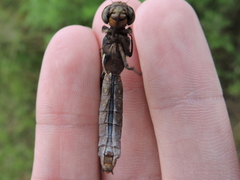 Plathemis lydia