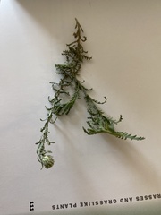 Xanthisma spinulosum