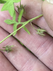 Nemophila breviflora