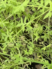 Nemophila breviflora