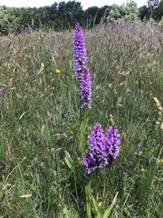 Dactylorhiza × grandis