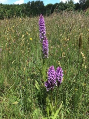 Dactylorhiza × grandis