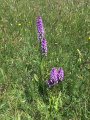 Dactylorhiza × grandis
