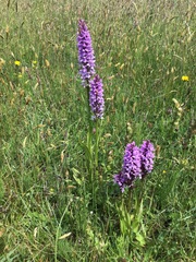 Dactylorhiza × grandis