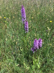 Dactylorhiza × grandis