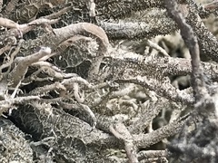 Lethariella intricata