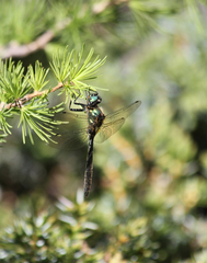 Somatochlora alpestris
