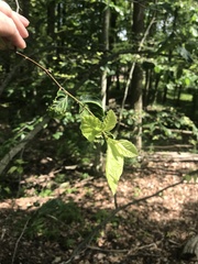 Litylenchus crenatae