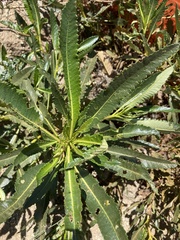 Eriodictyon trichocalyx