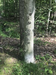 Litylenchus crenatae